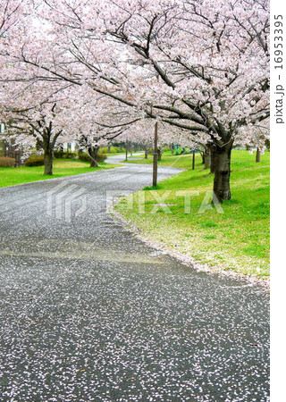 大井ふ頭中央海浜公園の桜（3月）東京都品川区 16953395