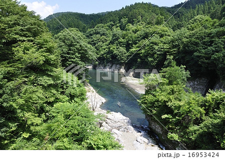 夏の早戸川 16953424