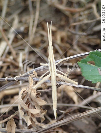 ショウリョウバッタ幼虫 茶色 の写真素材