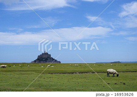 モンサンミッシェルと羊たちの写真素材