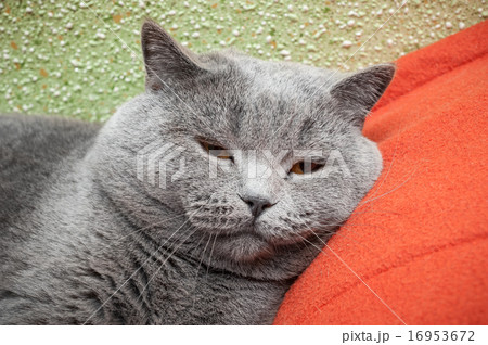 British cat relaxing on the couch British cat relaxing on the couch 16953672