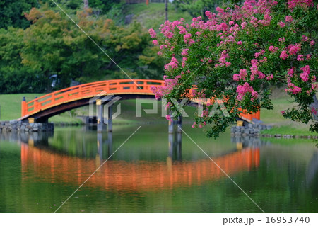 旧大乗院庭園の夏（奈良） 16953740