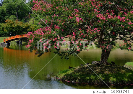 旧大乗院庭園の夏(奈良) 旧大乗院庭園の夏(奈良) 16953742