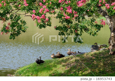 旧大乗院庭園の夏(奈良) 旧大乗院庭園の夏(奈良) 16953743