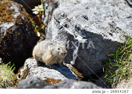 ナキウサギの子供 ナキウサギの子供 16954167