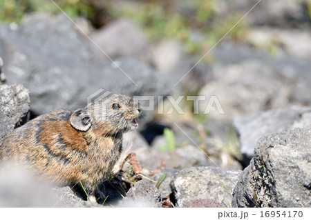 ナキウサギ 16954170