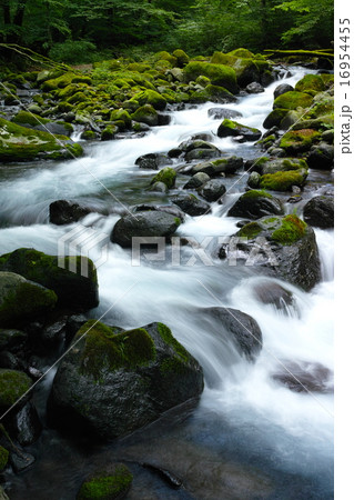 尚仁沢湧水付近の渓流(夏) 尚仁沢湧水付近の渓流(夏) 16954455