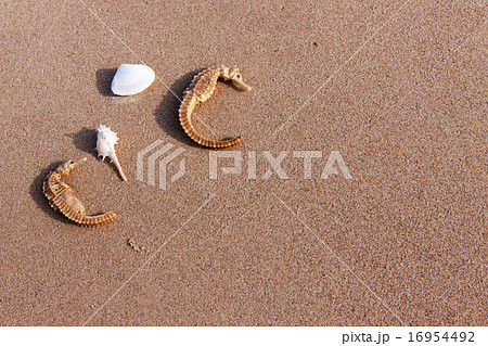 sea horse and shell on sand in nature sea horse and shell on sand in nature 16954492