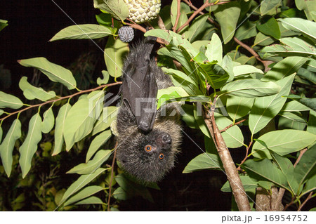 オガサワラオオコウモリ オガサワラオオコウモリ 16954752