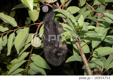 オガサワラオオコウモリ オガサワラオオコウモリ 16954753