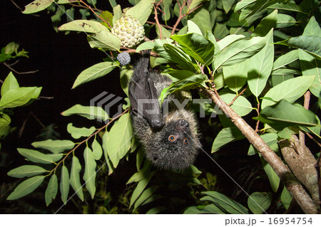 オガサワラオオコウモリ オガサワラオオコウモリ 16954754