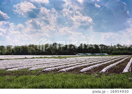 Greenhouse on the field with early vegetables 16954930