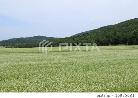北海道幌加内町の真っ白花のそば畑。 16955631