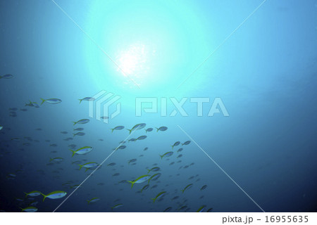 ウメイロモドキ 16955635