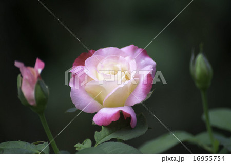 プリンセス ドゥ モナコ 16955754