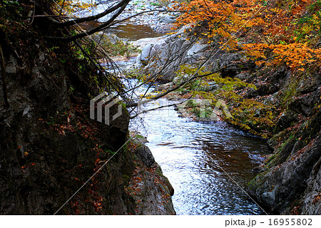 紅葉の照葉峡 16955802