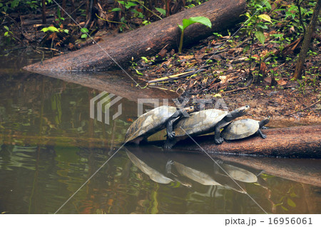 Amazonian River Turtles on the log 16956061