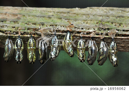 Rows of butterfly cocoons 16956062