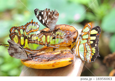 Butterflies on the banana, Ecuador Butterflies on the banana, Ecuador 16956063