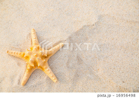 Summer 2015 with Star fish 16956498