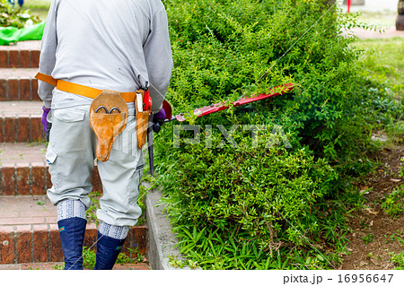 庭師 庭師 16956647