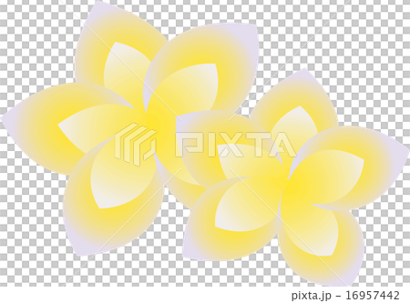 Frangipani Frangipani 16957442