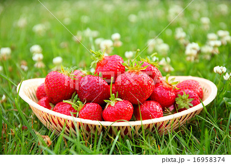 Fresh strawberries in a basket on a lawn Fresh strawberries in a basket on a lawn 16958374