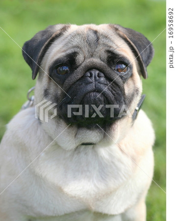 The portrait of Pug dog on a green grass lawn 16958692