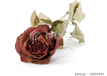 One dried up beautiful red rose isolated on the wh One dried up beautiful red rose isolated on the wh 16958997