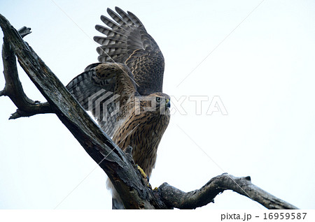 オオタカ 16959587