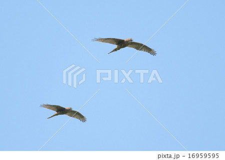 オオタカ オオタカ 16959595