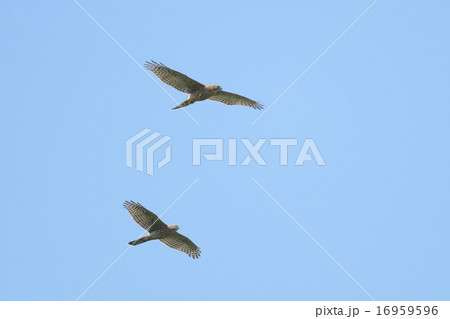 オオタカ 16959596