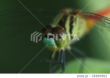 生き物　昆虫　マイコアカネ、名前も姿も可憐な赤トンボですが近づいて見ると無精ヒゲが・・・ 16960902