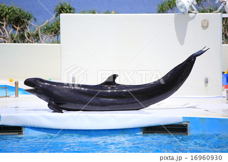 イルカ 16960930