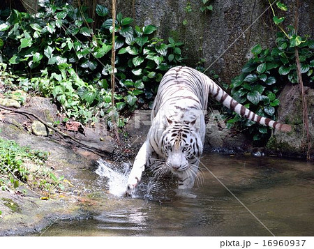 ホワイトタイガー 16960937