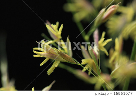 自然　植物　マコモ、花が咲きました。雄花は薄紫色、雌花は黄緑色です 16961077