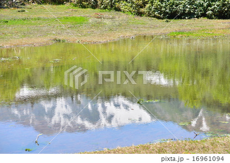 夏 浮島湿原の池塘に映り込む残雪の山 夏 浮島湿原の池塘に映り込む残雪の山 16961094