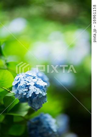 アジサイ 16961158