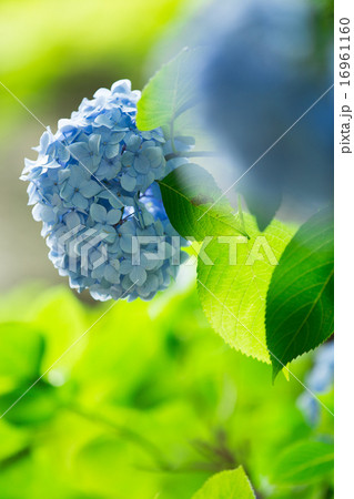 アジサイ 16961160