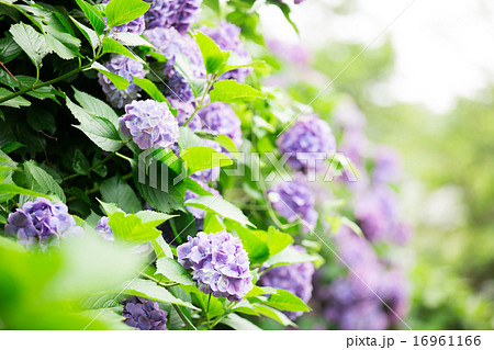 アジサイ 16961166