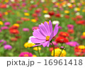 コスモス 16961418