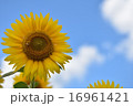 ヒマワリ 16961421