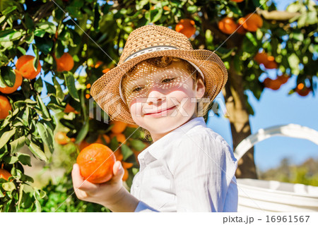 Portrait of attractive cute young boy picking mandarins at citrus farm on sunny summer day Portrait of attractive cute young boy picking mandarins at citrus farm on sunny summer day 16961567