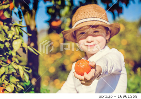 Portrait of attractive cute young boy picking mandarins at citrus farm on sunny summer day Portrait of attractive cute young boy picking mandarins at citrus farm on sunny summer day 16961568