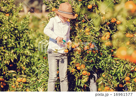 Portrait of attractive cute young boy picking mandarins at citrus farm on sunny summer day Portrait of attractive cute young boy picking mandarins at citrus farm on sunny summer day 16961577