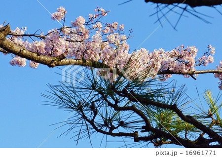 松と桜の背景素材・枝を差し交す桜と松・青空バック横位置 16961771