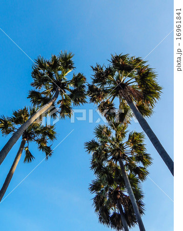 Looking up at palm trees against a blue sky 16961841