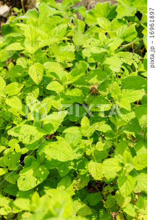 Lemon balm 16961897