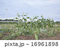 とうもろこしの風景 16961898
