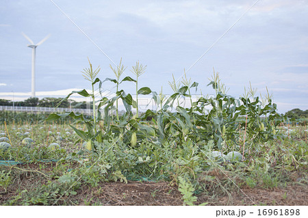とうもろこしの風景 とうもろこしの風景 16961898